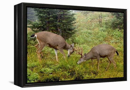 Black-tailed Deer Bucks Sparring-Ken Archer-Framed Premier Image Canvas