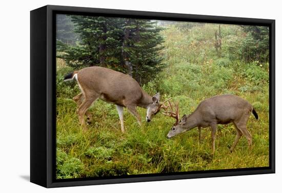 Black-tailed Deer Bucks Sparring-Ken Archer-Framed Premier Image Canvas