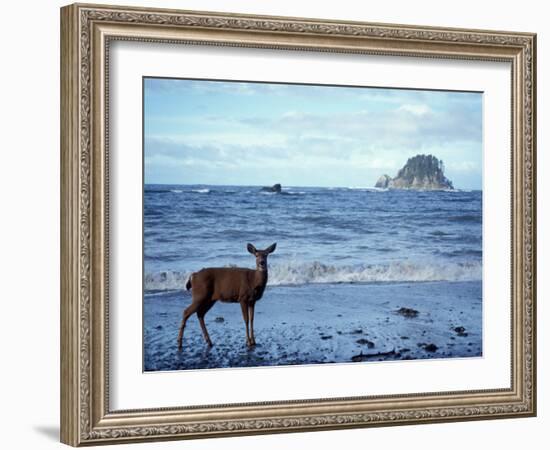 Black-Tailed Deer, Doe on the Beach at Cape Alava, Olympic National Park, Washington, USA-Steve Kazlowski-Framed Photographic Print