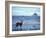 Black-Tailed Deer, Doe on the Beach at Cape Alava, Olympic National Park, Washington, USA-Steve Kazlowski-Framed Photographic Print