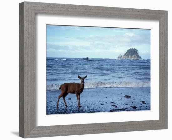 Black-Tailed Deer, Doe on the Beach at Cape Alava, Olympic National Park, Washington, USA-Steve Kazlowski-Framed Photographic Print