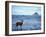 Black-Tailed Deer, Doe on the Beach at Cape Alava, Olympic National Park, Washington, USA-Steve Kazlowski-Framed Photographic Print