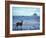 Black-Tailed Deer, Doe on the Beach at Cape Alava, Olympic National Park, Washington, USA-Steve Kazlowski-Framed Photographic Print