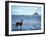Black-Tailed Deer, Doe on the Beach at Cape Alava, Olympic National Park, Washington, USA-Steve Kazlowski-Framed Photographic Print