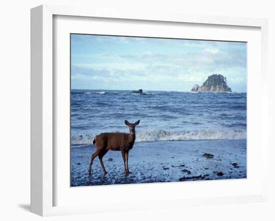 Black-Tailed Deer, Doe on the Beach at Cape Alava, Olympic National Park, Washington, USA-Steve Kazlowski-Framed Photographic Print