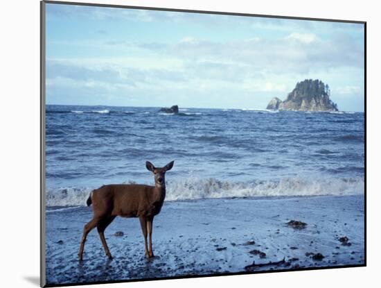 Black-Tailed Deer, Doe on the Beach at Cape Alava, Olympic National Park, Washington, USA-Steve Kazlowski-Mounted Photographic Print