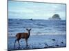 Black-Tailed Deer, Doe on the Beach at Cape Alava, Olympic National Park, Washington, USA-Steve Kazlowski-Mounted Photographic Print