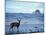 Black-Tailed Deer, Doe on the Beach at Cape Alava, Olympic National Park, Washington, USA-Steve Kazlowski-Mounted Photographic Print