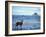 Black-Tailed Deer, Doe on the Beach at Cape Alava, Olympic National Park, Washington, USA-Steve Kazlowski-Framed Photographic Print