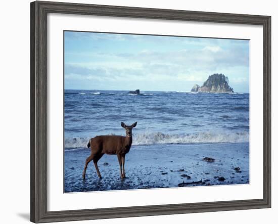 Black-Tailed Deer, Doe on the Beach at Cape Alava, Olympic National Park, Washington, USA-Steve Kazlowski-Framed Photographic Print