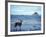 Black-Tailed Deer, Doe on the Beach at Cape Alava, Olympic National Park, Washington, USA-Steve Kazlowski-Framed Photographic Print