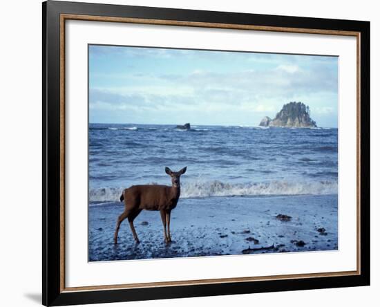 Black-Tailed Deer, Doe on the Beach at Cape Alava, Olympic National Park, Washington, USA-Steve Kazlowski-Framed Photographic Print