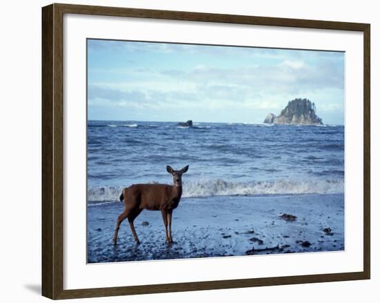 Black-Tailed Deer, Doe on the Beach at Cape Alava, Olympic National Park, Washington, USA-Steve Kazlowski-Framed Photographic Print