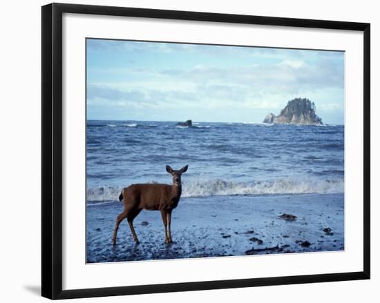 Black-Tailed Deer, Doe on the Beach at Cape Alava, Olympic National Park, Washington, USA-Steve Kazlowski-Framed Photographic Print