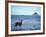 Black-Tailed Deer, Doe on the Beach at Cape Alava, Olympic National Park, Washington, USA-Steve Kazlowski-Framed Photographic Print