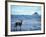 Black-Tailed Deer, Doe on the Beach at Cape Alava, Olympic National Park, Washington, USA-Steve Kazlowski-Framed Photographic Print