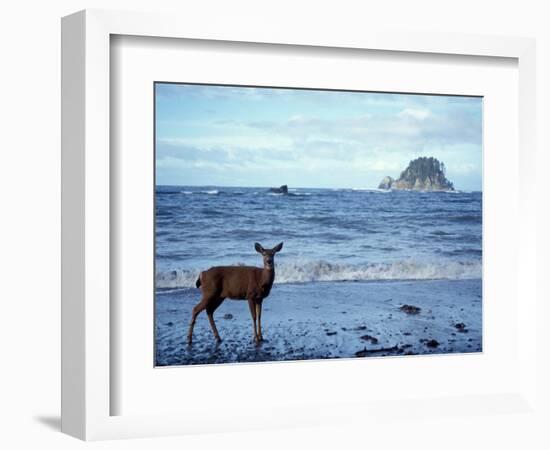 Black-Tailed Deer, Doe on the Beach at Cape Alava, Olympic National Park, Washington, USA-Steve Kazlowski-Framed Photographic Print