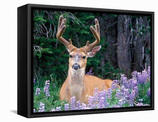 Black-Tailed Deer, Olympic National Park, WA USA-Steve Kazlowski-Framed Premier Image Canvas