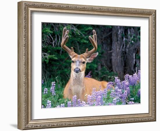 Black-Tailed Deer, Olympic National Park, WA USA-Steve Kazlowski-Framed Photographic Print