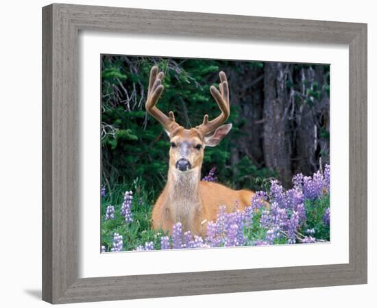 Black-Tailed Deer, Olympic National Park, WA USA-Steve Kazlowski-Framed Photographic Print