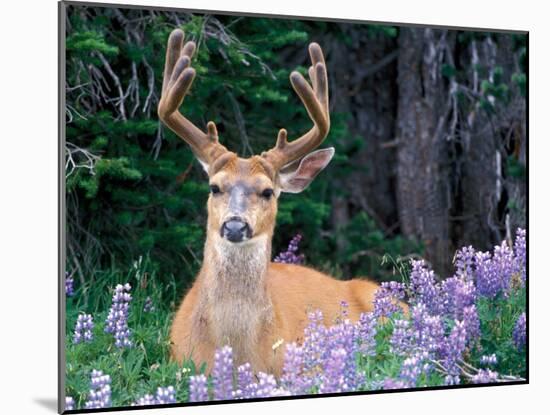 Black-Tailed Deer, Olympic National Park, WA USA-Steve Kazlowski-Mounted Photographic Print
