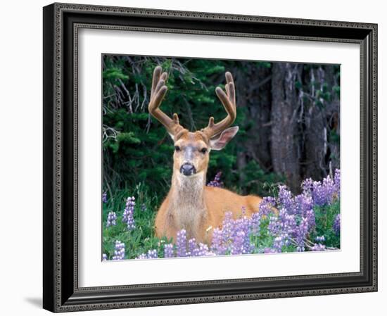 Black-Tailed Deer, Olympic National Park, WA USA-Steve Kazlowski-Framed Photographic Print