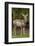 Black-tailed doe with mange-Janet Horton-Framed Photographic Print