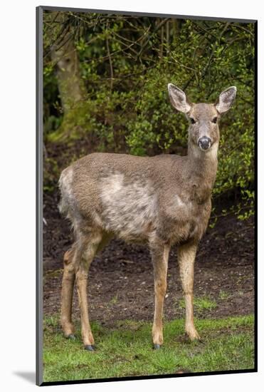 Black-tailed doe with mange-Janet Horton-Mounted Photographic Print