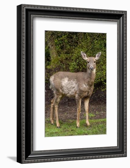 Black-tailed doe with mange-Janet Horton-Framed Photographic Print