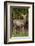 Black-tailed doe with mange-Janet Horton-Framed Photographic Print