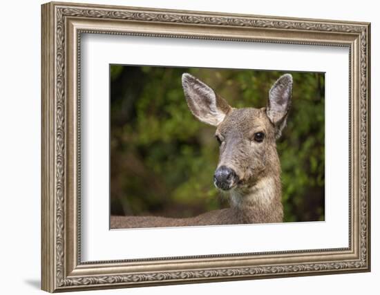 Black-tailed doe-Janet Horton-Framed Photographic Print