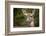 Black-tailed doe-Janet Horton-Framed Photographic Print