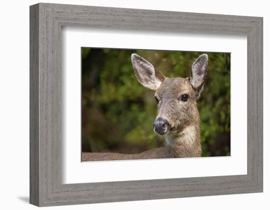 Black-tailed doe-Janet Horton-Framed Photographic Print