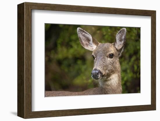 Black-tailed doe-Janet Horton-Framed Photographic Print