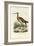 Black-Tailed Godwit, 1863-79-Raimundo Petraroja-Framed Giclee Print