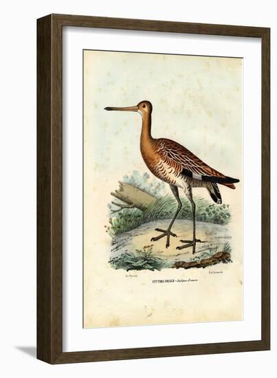 Black-Tailed Godwit, 1863-79-Raimundo Petraroja-Framed Giclee Print