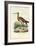 Black-Tailed Godwit, 1863-79-Raimundo Petraroja-Framed Giclee Print