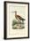 Black-Tailed Godwit, 1863-79-Raimundo Petraroja-Framed Giclee Print