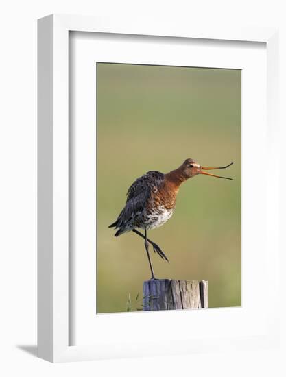 Black Tailed Godwit (Limosa Limosa) Standing on One Leg on Post Calling, Texel, Netherlands, May-Peltomäki-Framed Photographic Print
