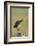 Black Tailed Godwit (Limosa Limosa) Standing on One Leg on Post Calling, Texel, Netherlands, May-Peltomäki-Framed Photographic Print