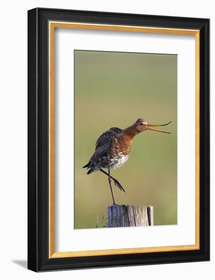 Black Tailed Godwit (Limosa Limosa) Standing on One Leg on Post Calling, Texel, Netherlands, May-Peltomäki-Framed Photographic Print