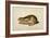 Black-Tailed Hare, 1841-John James Audubon-Framed Giclee Print