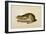 Black-Tailed Hare, 1841-John James Audubon-Framed Giclee Print