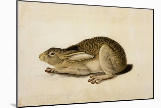 Black-Tailed Hare, 1841-John James Audubon-Mounted Giclee Print