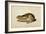 Black-Tailed Hare, 1841-John James Audubon-Framed Giclee Print