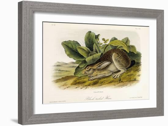 Black-Tailed Hare, C.1849-1854-John Woodhouse Audubon-Framed Giclee Print