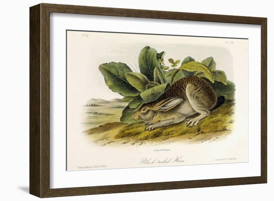 Black-Tailed Hare, C.1849-1854-John Woodhouse Audubon-Framed Giclee Print