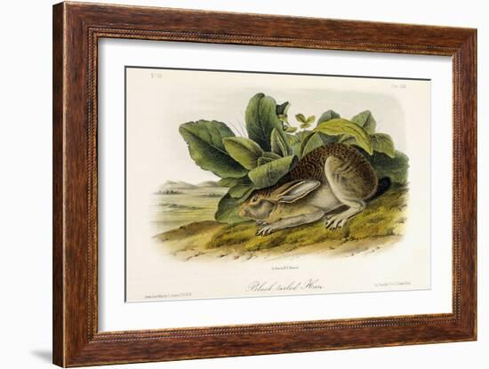 Black-Tailed Hare, C.1849-1854-John Woodhouse Audubon-Framed Giclee Print