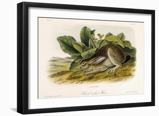 Black-Tailed Hare, C.1849-1854-John Woodhouse Audubon-Framed Giclee Print