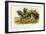 Black-Tailed Hare, C.1849-1854-John Woodhouse Audubon-Framed Giclee Print